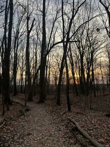 Golden hour glow on a quiet forest path.